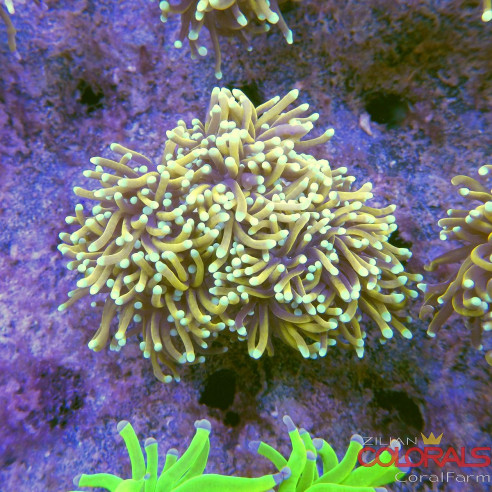 euphyllia-glabrescens
