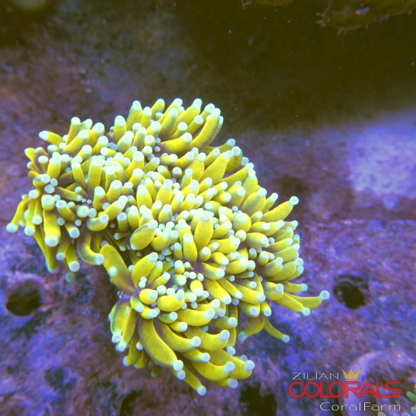 euphyllia-glabrescens