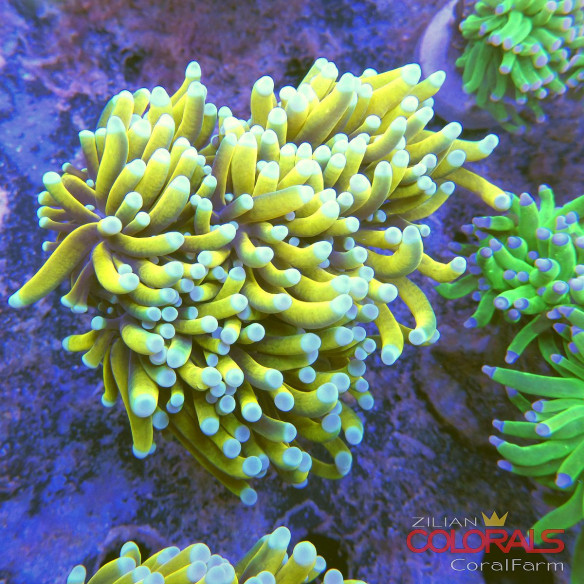 euphyllia-glabrescens