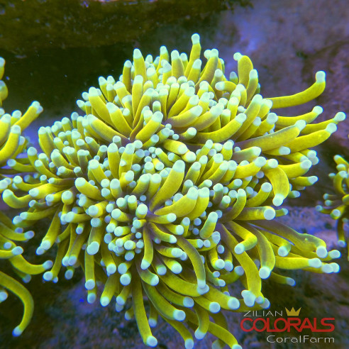 euphyllia-glabrescens