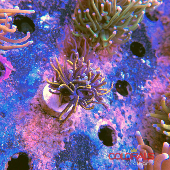 euphyllia-glabrescens-torch