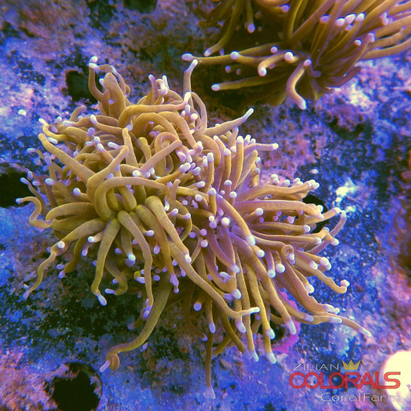 euphyllia-glabrescens-torch