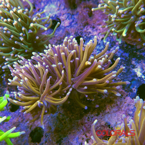 euphyllia-glabrescens-torch