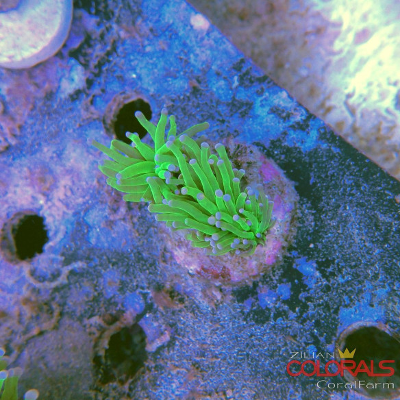 euphyllia glabrescens