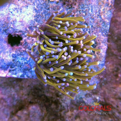 euphyllia-glabrescens-torch
