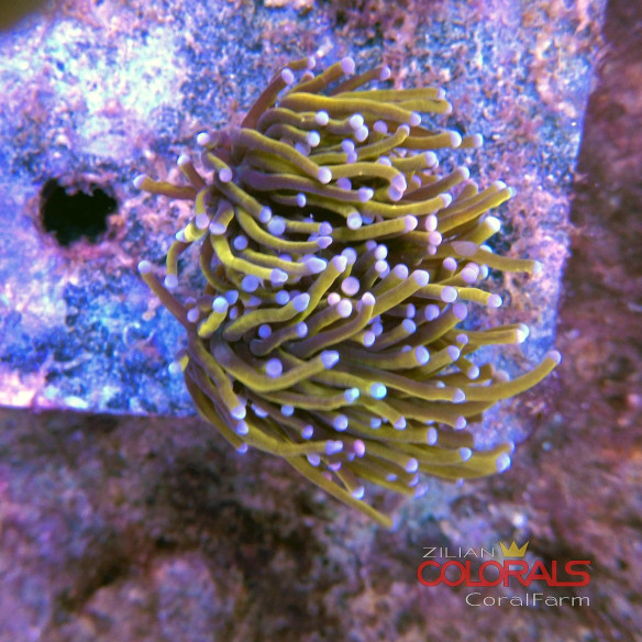 euphyllia-glabrescens-torch