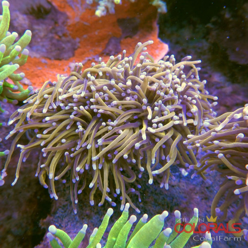 euphyllia-glabrescens-torch