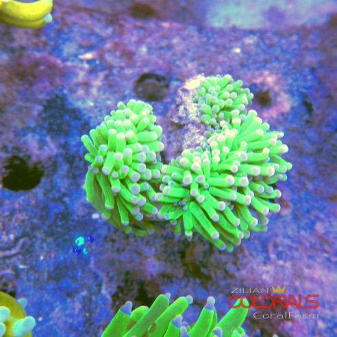 euphyllia-glabrescens