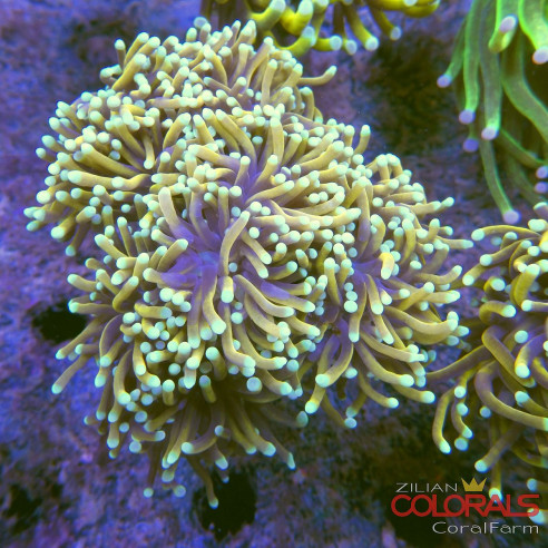 euphyllia-glabrescens