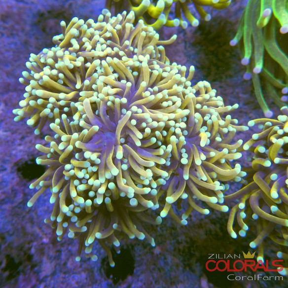 euphyllia-glabrescens