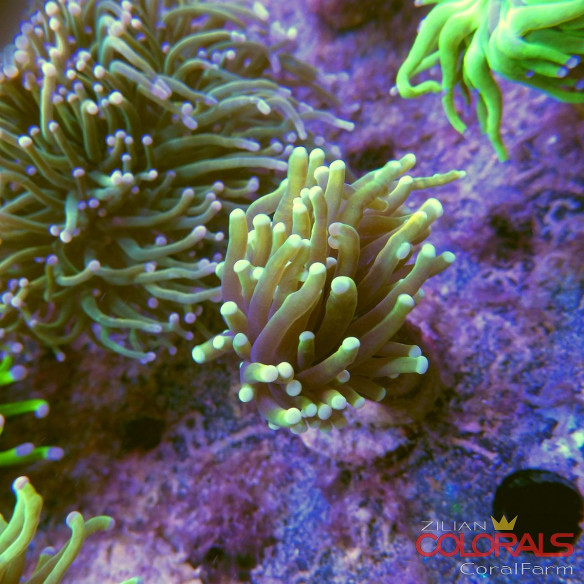 euphyllia-glabrescens