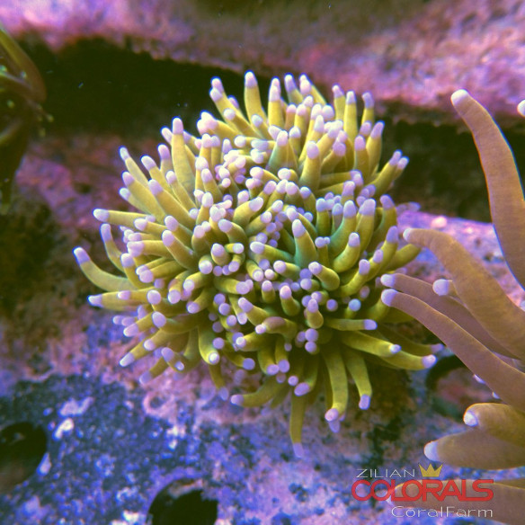 euphyllia glabrescens