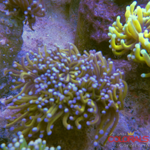 euphyllia-glabrescens-torch