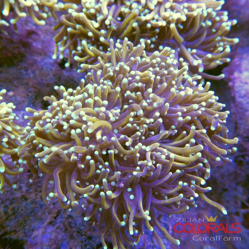 euphyllia-glabrescens