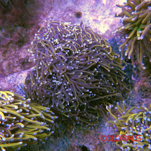 euphyllia-glabrescens