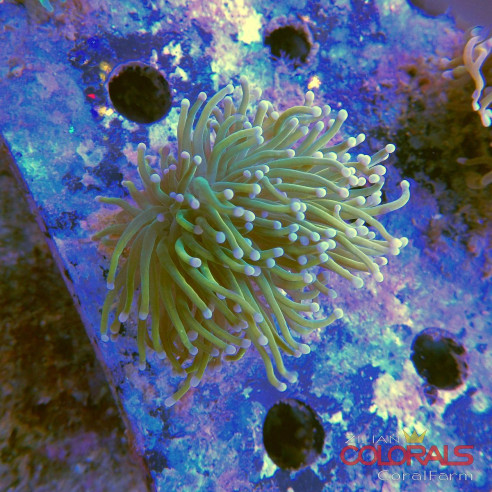 euphyllia glabrescens