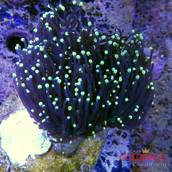 euphyllia glabrescens
