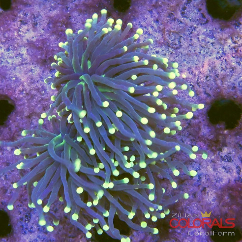 euphyllia glabrescens