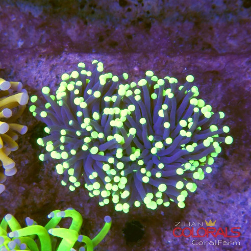 euphyllia glabrescens
