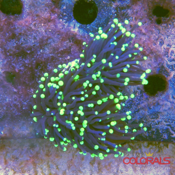 euphyllia glabrescens
