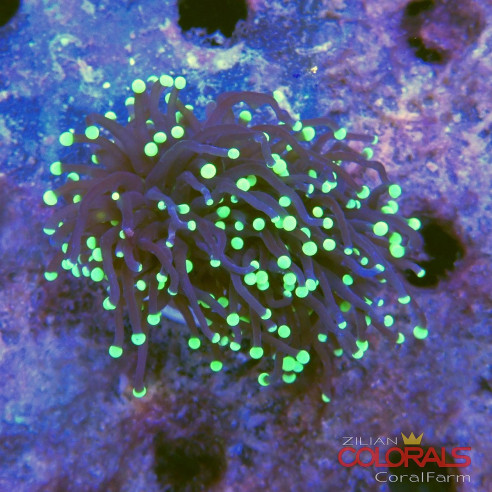 euphyllia glabrescens