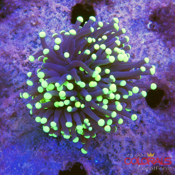 euphyllia glabrescens