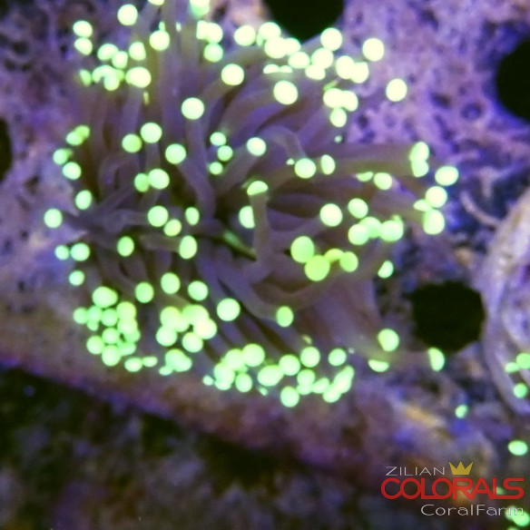 euphyllia glabrescens