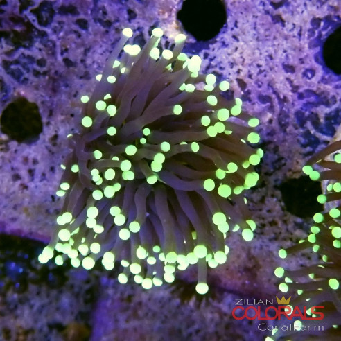 euphyllia glabrescens