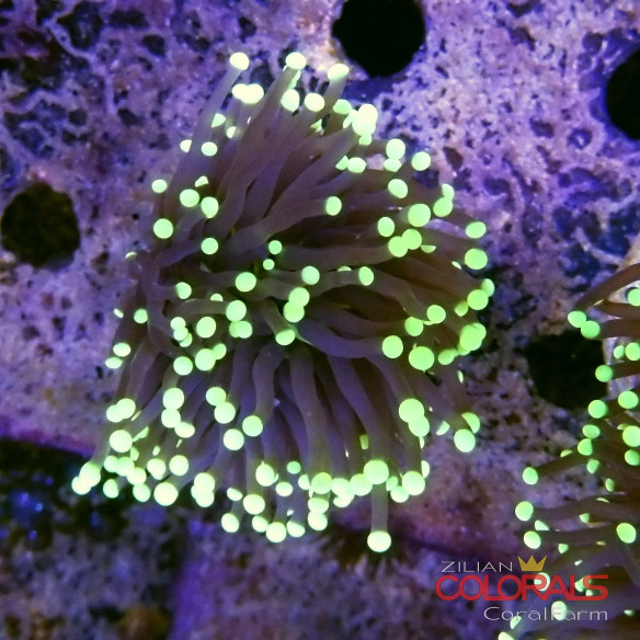 euphyllia glabrescens
