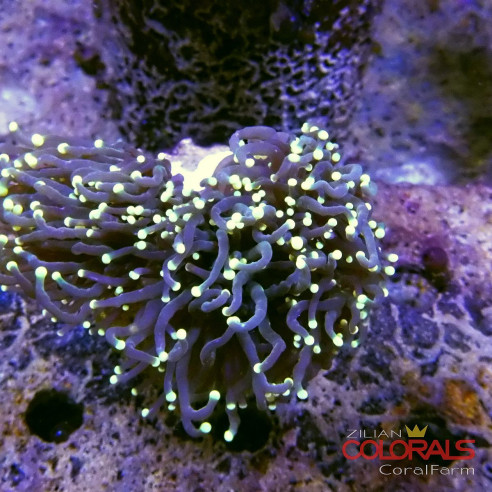 euphyllia glabrescens