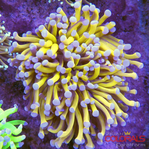 euphyllia glabrescens