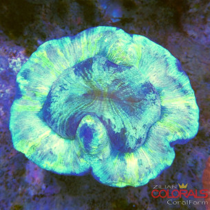 trachyphyllia
