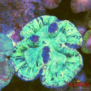 trachyphyllia