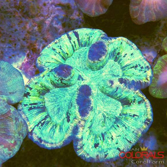 trachyphyllia