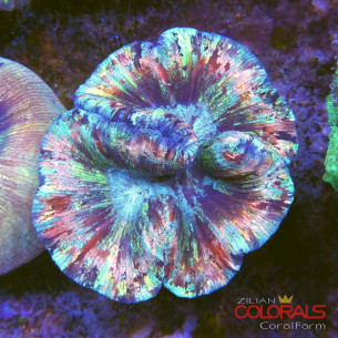 trachyphyllia