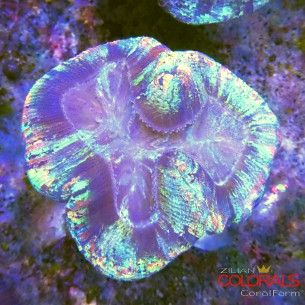 trachyphyllia