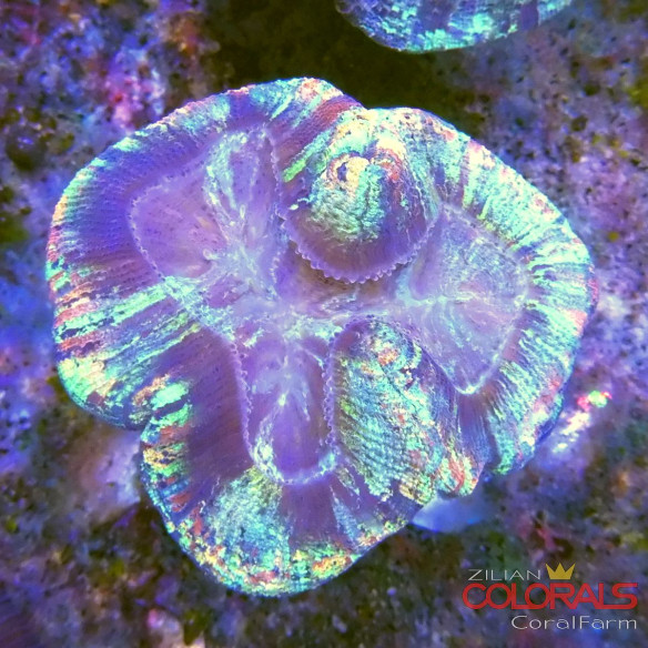 trachyphyllia