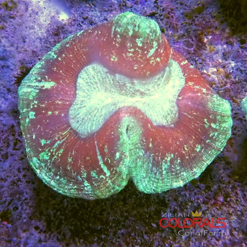 trachyphyllia