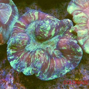 trachyphyllia