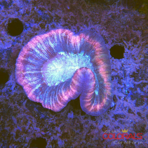 trachyphyllia