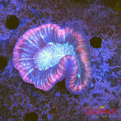 trachyphyllia
