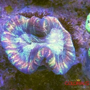 trachyphyllia