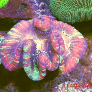 trachyphyllia