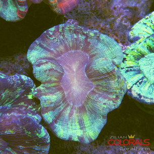 trachyphyllia