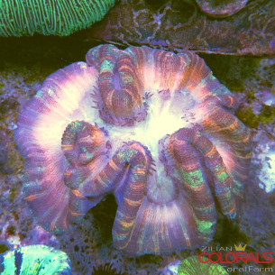 trachyphyllia
