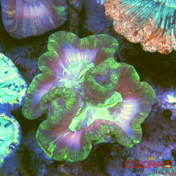 trachyphyllia