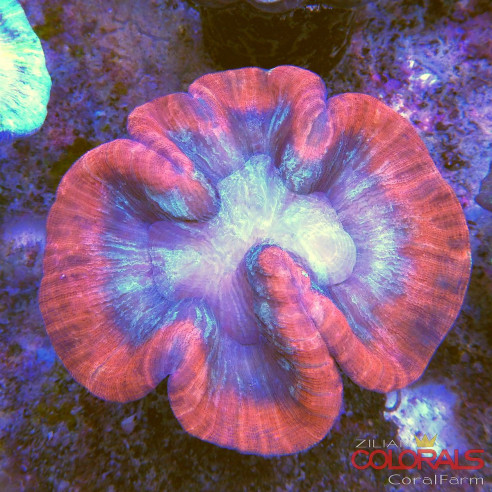 trachyphyllia
