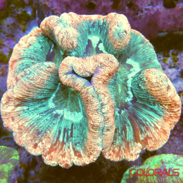trachyphyllia