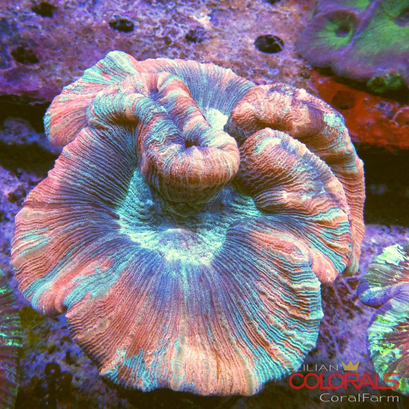 trachyphyllia