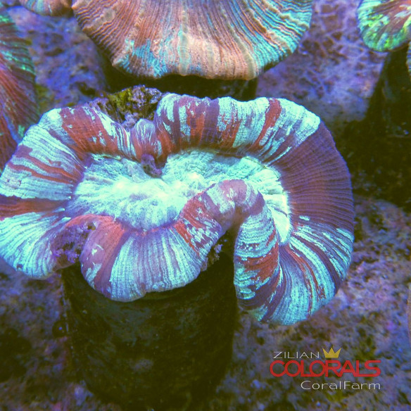 trachyphyllia